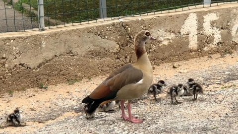 נילס הולגרסון בפתח תקווה? אמא - בעלי חיים בפתח תקווה