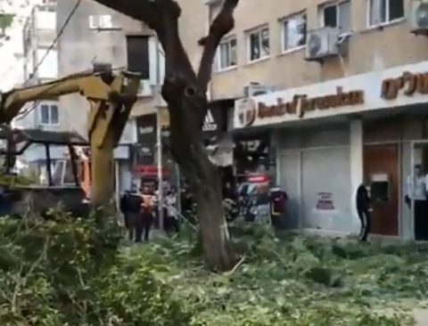 בשל עבודות הגיזום העירייה הפסיקה - חדשות בפתח תקווה