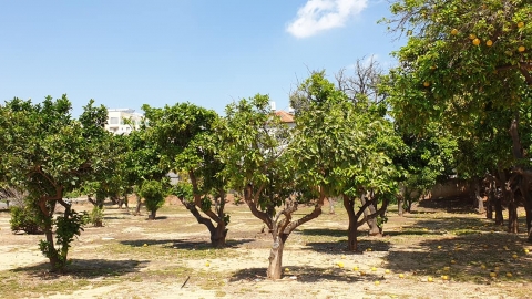 העירייה תעקור פרדס מימיה הראשונים - חדשות בפתח תקווה
