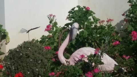 החסידה הגיעה: תושבת העיר העבירה - חדשות בפתח תקווה