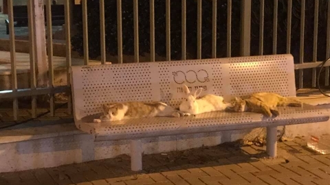 התמונה ששברה את הרשת: אני - בעלי חיים בפתח תקווה