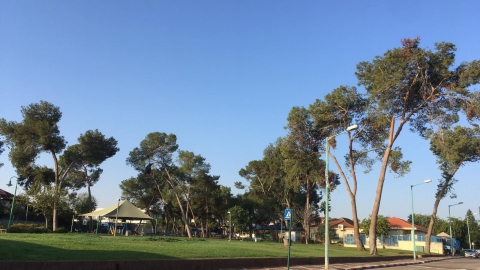 העירייה מתכננת לכרות 5 עצי - חדשות בפתח תקווה