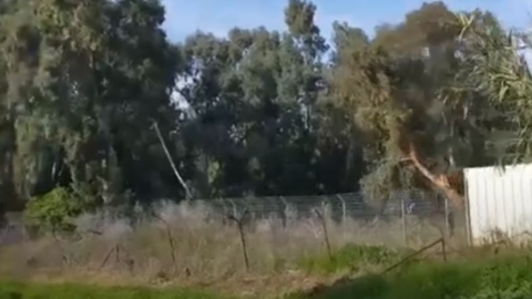 עצי אקליפטוס וותיקים בסירקין נכרתו - איכות הסביבה וחזות העיר בפתח תקווה