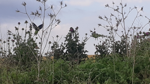 בריכת הנופרים מקורות הירקון - טיולים ונופש בפתח תקווה