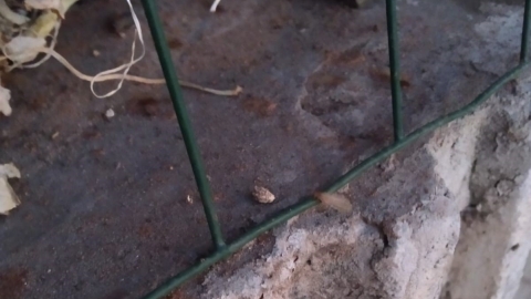 הטרמיט הפורמסי נמצא בשכונות המזרחיות - חדשות בפתח תקווה