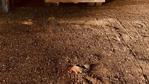 חשד להתעללות בבעל חיים בשכונת - בעלי חיים בפתח תקווה