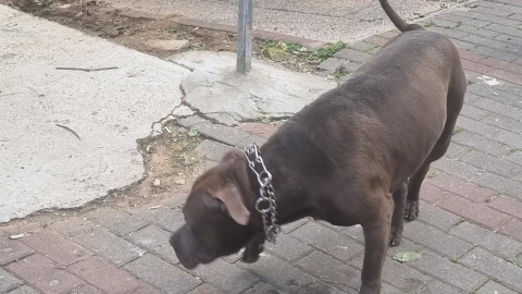 החזיק בכלב בתנאים קשים, ללא - בעלי חיים בפתח תקווה