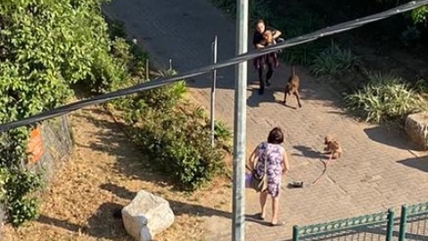 בזכות התערבות של "פת עכשיו" - בעלי חיים בפתח תקווה