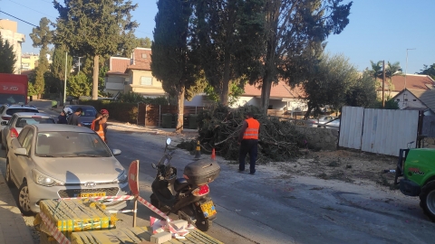 5  עצים וותיקים מהקמת - איכות הסביבה וחזות העיר בפתח תקווה