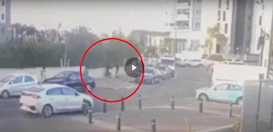 דקרו ושיסו את הכלב - חדשות בפתח תקווה