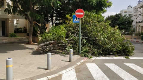 העצים הפריעו לחניה אז כרתו - איכות הסביבה וחזות העיר בפתח תקווה