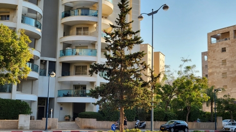 העירייה תכרות 5 עצים וותיקים, - איכות הסביבה וחזות העיר בפתח תקווה