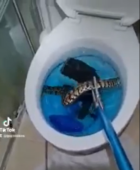 מפחיד: נחש צפע יצא מתוך - חדשות בפתח תקווה