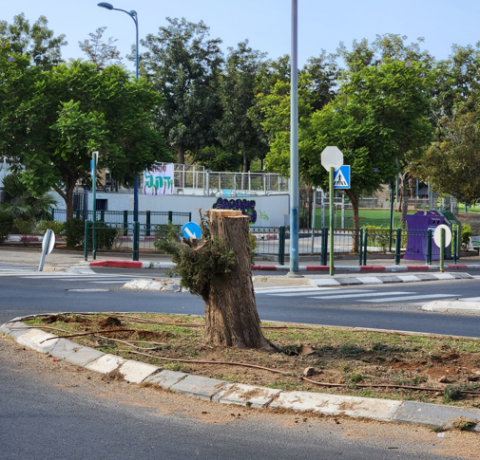 כורתים עצים מרחובות ועד מטולה: - איכות הסביבה וחזות העיר בפתח תקווה
