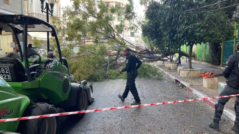עץ קרס על כבלי - חדשות בפתח תקווה