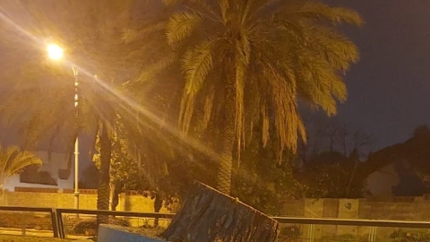 כורתים לנו את העצים - - איכות הסביבה וחזות העיר בפתח תקווה