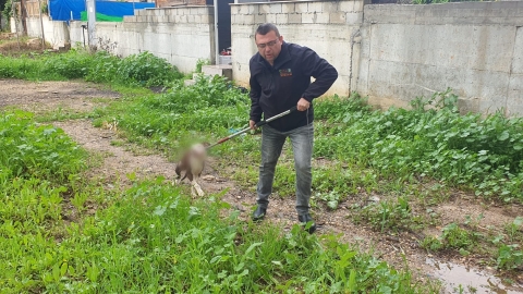 כלבי פרא - חדשות בפתח תקווה