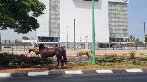 דהרו באמצע הכביש והגיעו למפעל - בעלי חיים בפתח תקווה