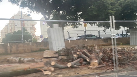 200 עצים מיועדים לכריתה בכביש - איכות הסביבה וחזות העיר בפתח תקווה
