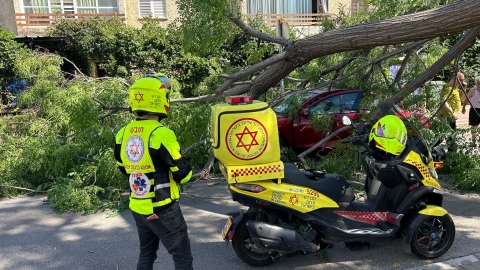 עץ קרס ברחוב אחד העם - חדשות בפתח תקווה