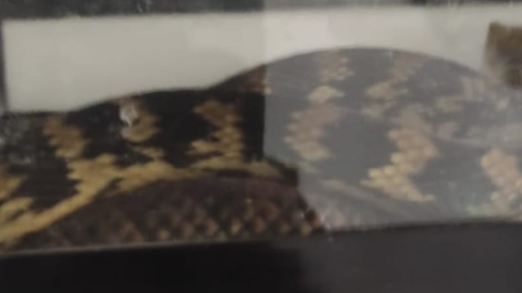 שחט ארנבות בבית כדי להאכיל - חדשות בפתח תקווה