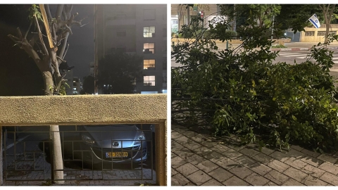 מי חתך באמצע הלילה את - חדשות בפתח תקווה