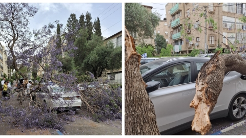 בשל הרוחות העזות: עץ קרס - חדשות בפתח תקווה