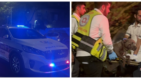 ממשיכים את מלחמת הרימונים! רימון - חדשות בפתח תקווה