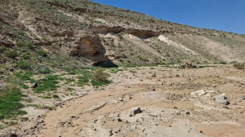 פריחה ירוקה בנחל אשלים - טיולים ונופש בפתח תקווה